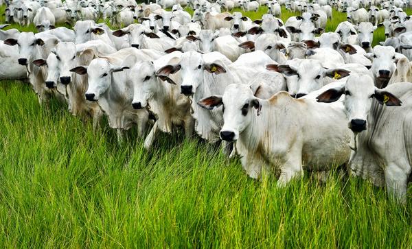 manejo de pasto e lei de pagamento por serviços ambientais manejo de pasto e lei de pagamento por serviços ambientais