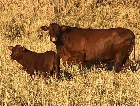 Pioneiro na criação do Santa Gertrudis em SE afirma que raça tem bom desempenho na “pecuária da vida real”