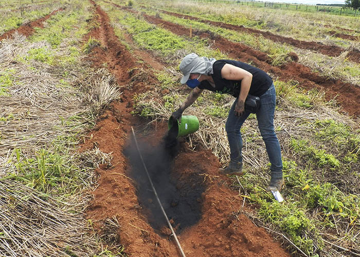 Biocarvão: pesquisa da Embrapa transforma passivo ambiental em solução para fertilidade do solo