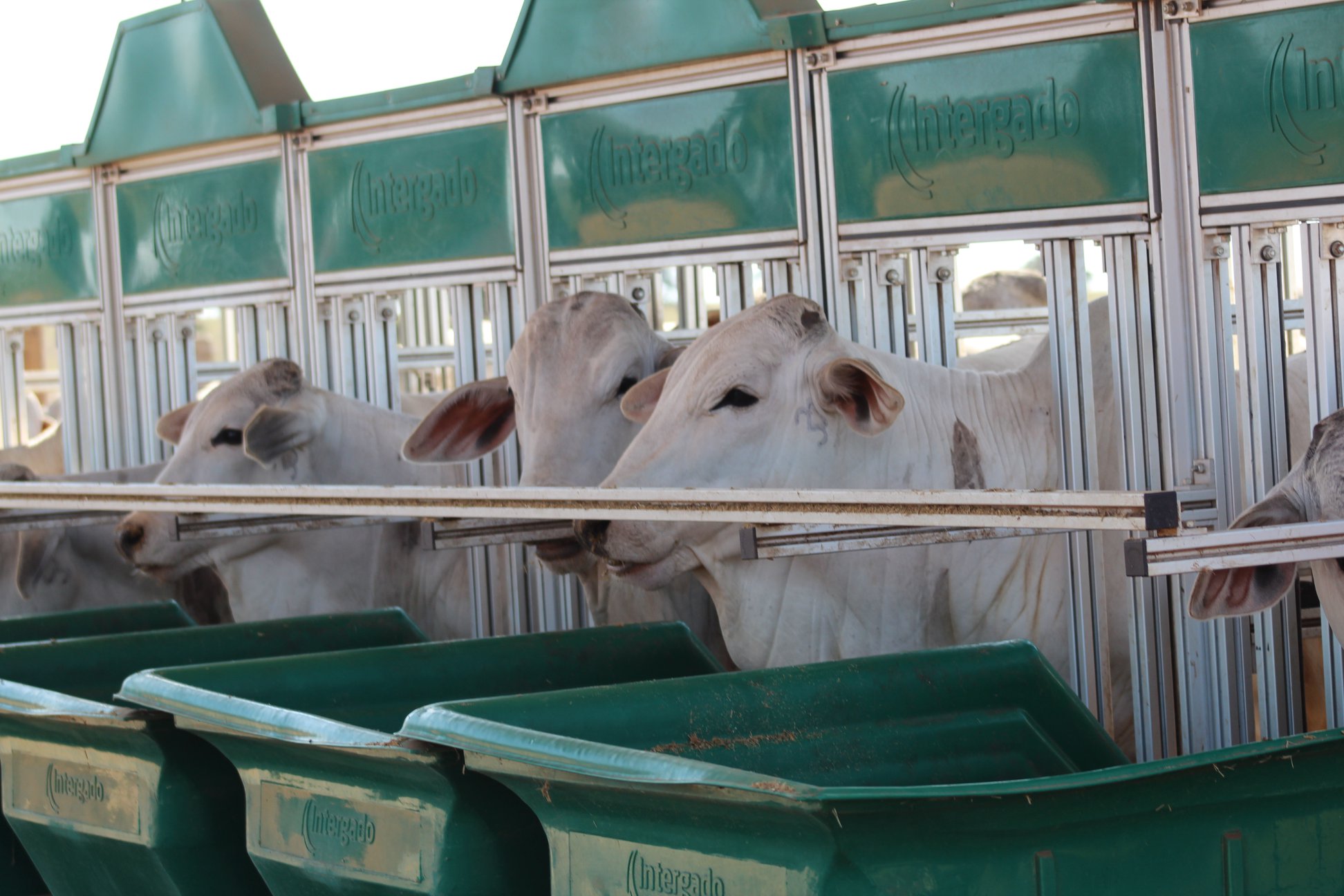 Prova de eficiência alimentar revela novo patamar da pecuária no País