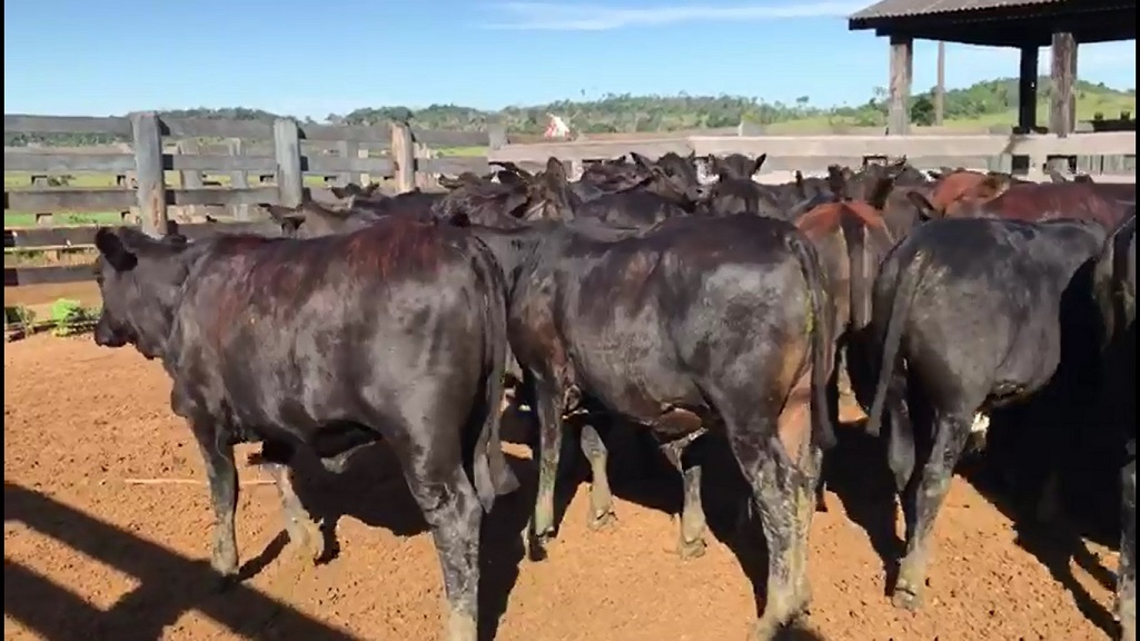 Vou perder desempenho e valor de venda se castrar bezerro no nascimento?