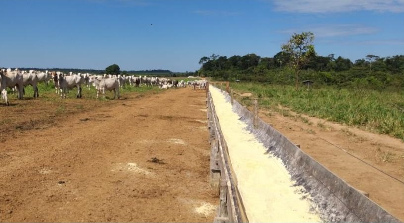 Nova tecnologia dentro do cocho pode utrbinar os ganhos da recria de gado. Foto: Divulgação
