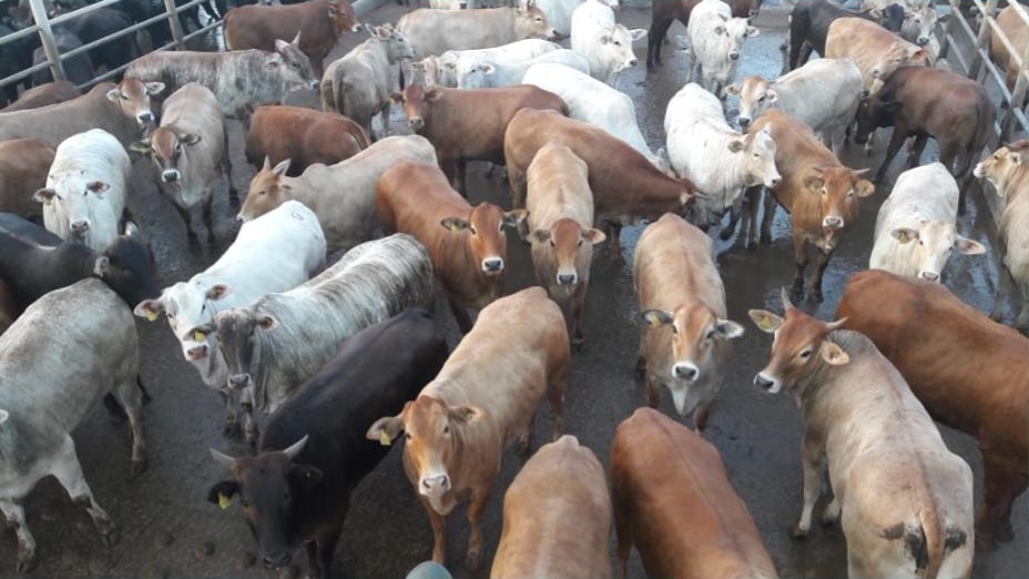Vale do Araguaia mato-grossense deve confinar 100 mil cabeças em 2019