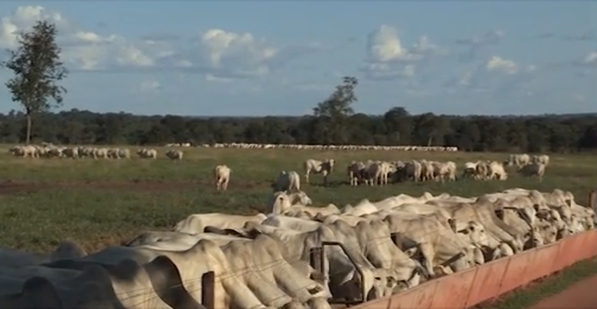 Terminação Intensiva a Pasto, a TIP, engorda o boi que nem o confinamento
