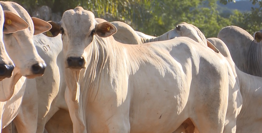 Verminose faz boi perder 40 quilos de carne por ano. Como se livrar do prejuízo