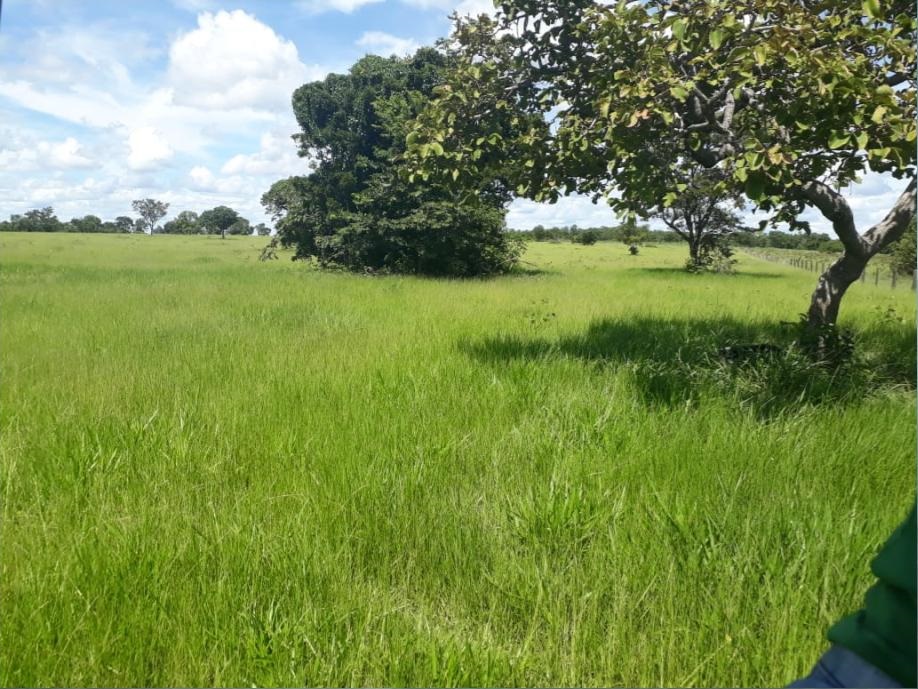 Fazenda Conquista, em Alto Boa Vista-MT, sedia seu 2ª dia de campo no sábado, 15