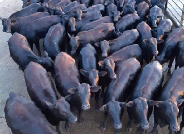Integração ajuda pecuarista do MS a terminar boiadas com qualidade na seca Integração ajuda pecuarista do MS a terminar boiadas com qualidade na seca