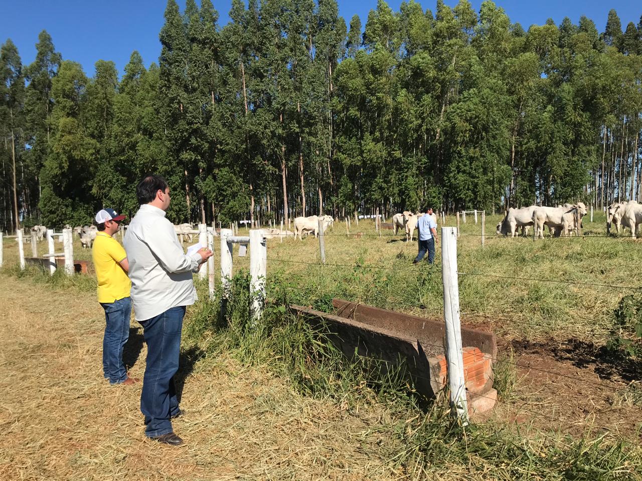 Técnicos do Geneplus em avaliação de animais. Foto: Divulgação/Embrapa