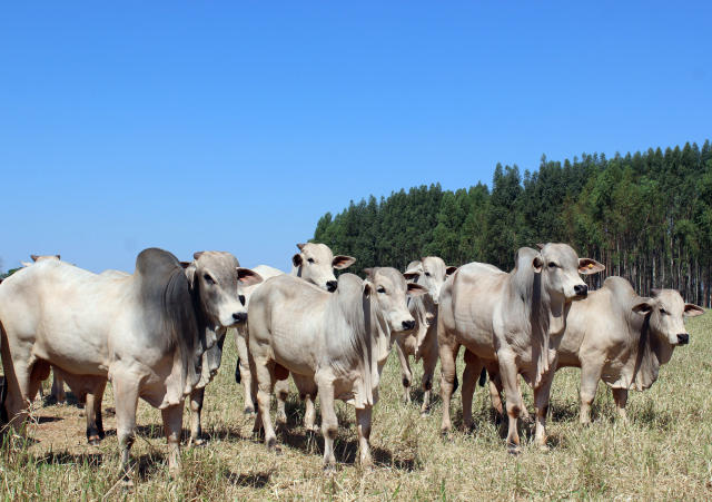 Safra 2021 de touros Nelore e Brangus do Embrapa Geneplus já saiu do forno