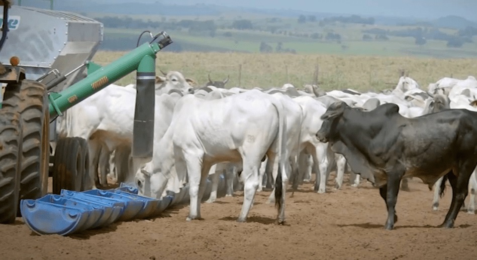 Proteinado com ureia para vacas Nelore paridas: 10% é seguro? Especialista responde!