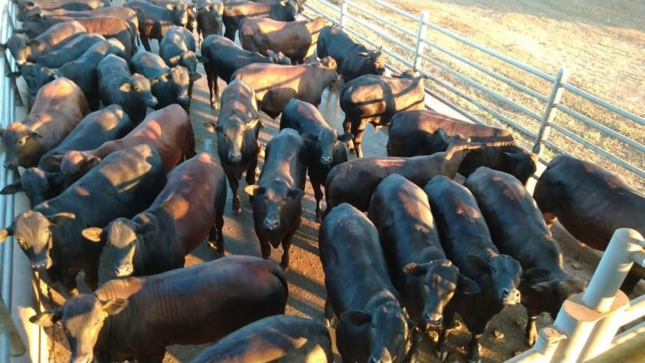 Em 5 anos, volume de carcaças com escore baixo de gordura em RO caiu de 49% para 6%