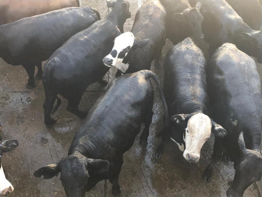 Criadores ajustam manejo e aumentam oferta de gado cruzado para produção de carnes premium