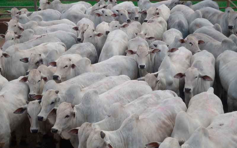 Pecuaristas começam a escalar lotes para etapa que vai decidir ranking do Circuito Nelore em 2019
