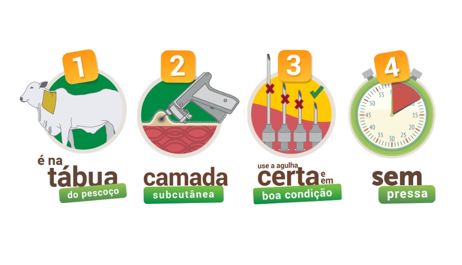 4 dicas para aplicar vacina contra aftosa do jeito certo