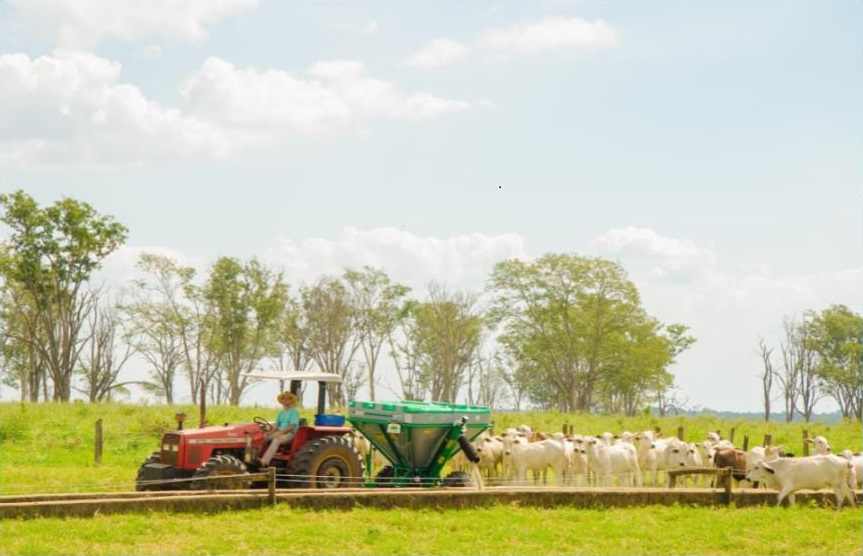 Bovinos em semiconfinamento nas águas. Foto: Divulgação