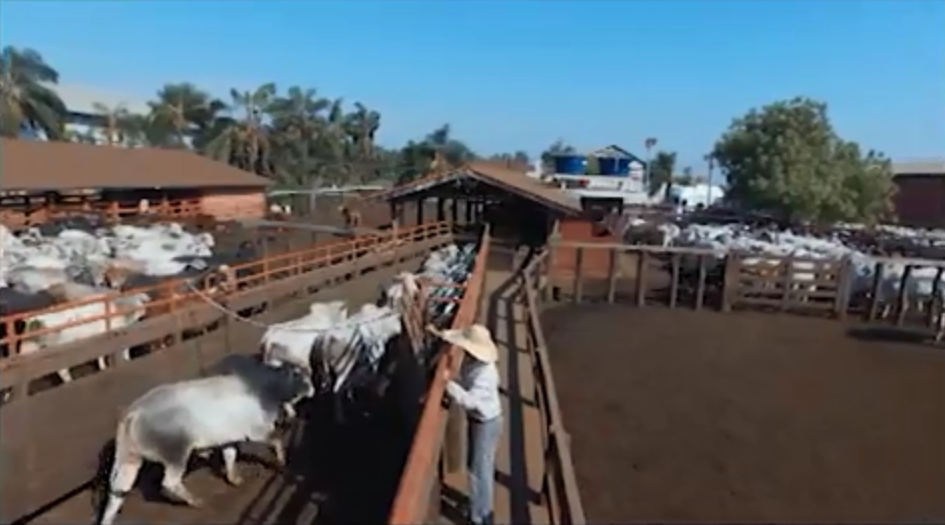 Fazenda desenvolve modelo inovador para gestão de risco em pecuária