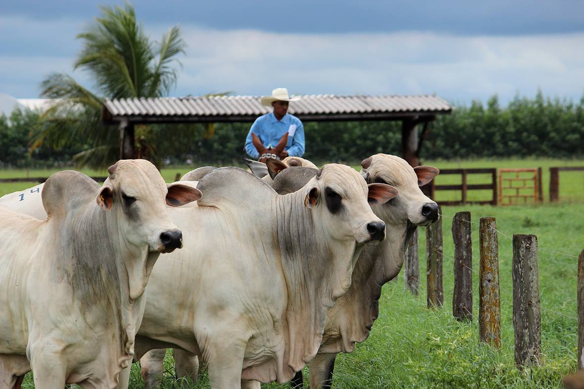 Como acertar o cruzamento de touro Nelore em vaca Brahman x Tabapuã?