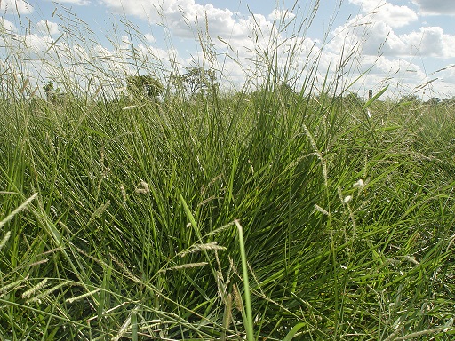 Capim Humidícola. Foto: Divulgação