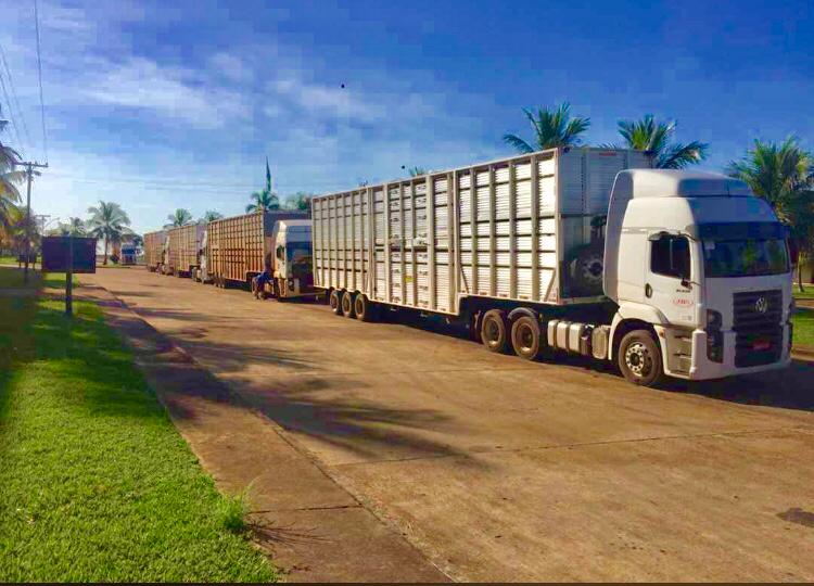 transporte de gado