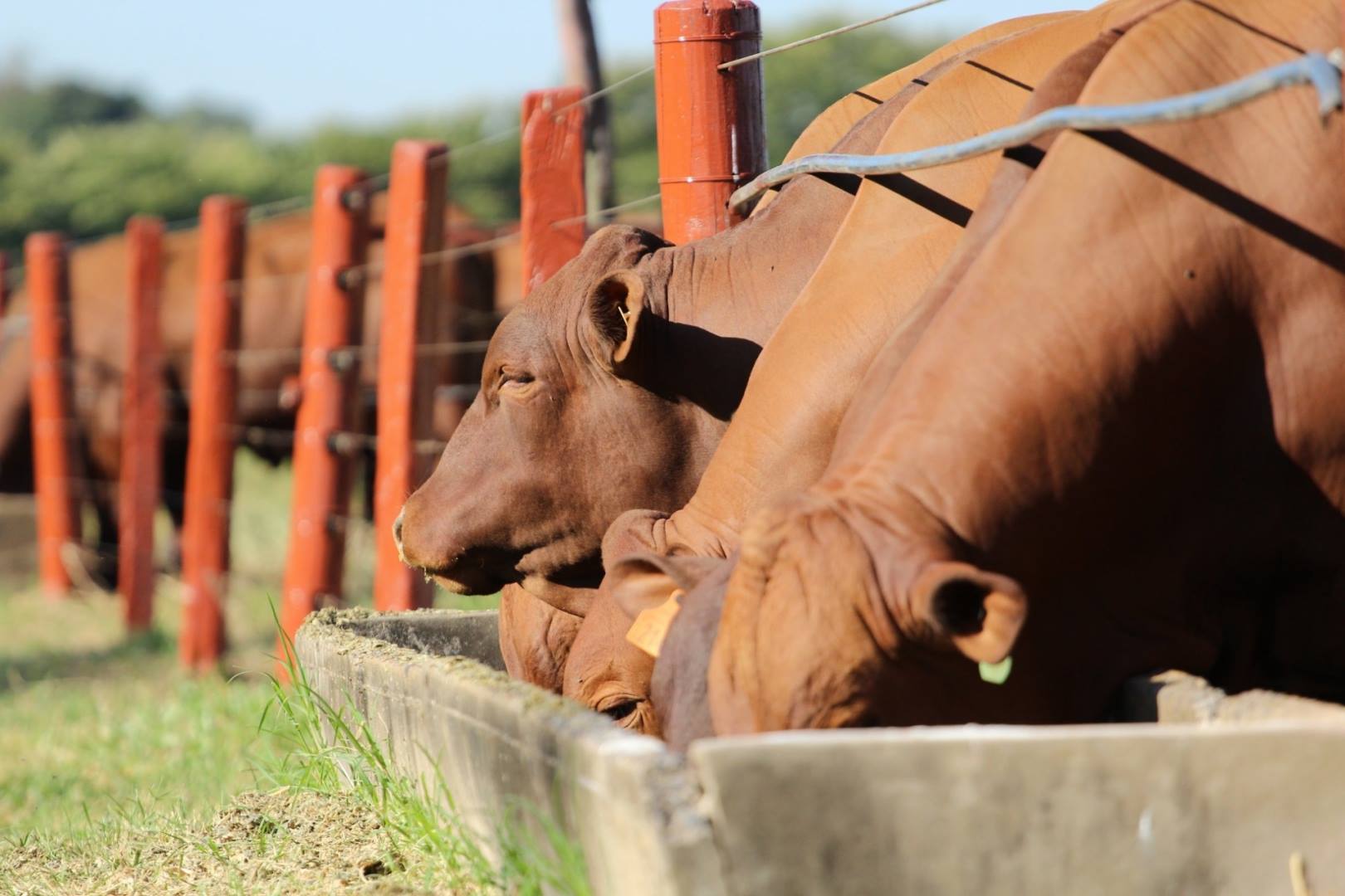 Suplemento estratégico faz pecuarista ganhar R$ 320 por boi confinado. Saiba como