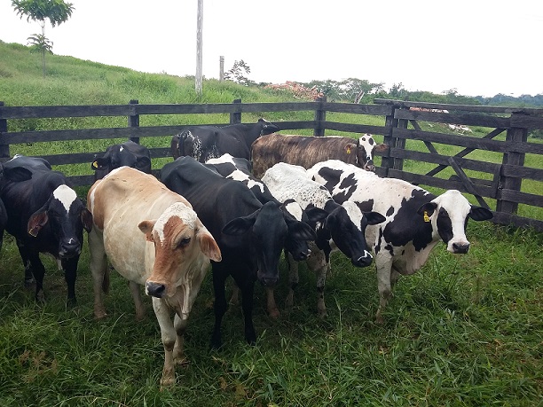 Quais raças de touros dão crias pesadas em cruzamento com vacas leiteiras?