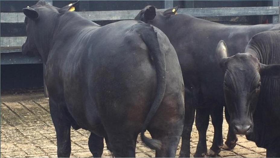 Fazenda em Rondônia “sai da retranca”, inova e lucra R$ 1 mil por boi