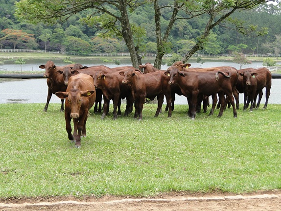 É recomendado cruzar fêmeas F1 Santa Gertrudis x Nelore com Red Angus?