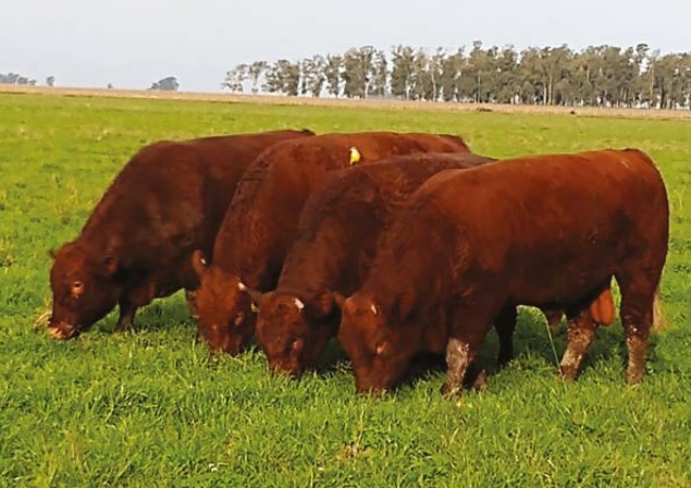Touros Devon e Charolês cobrindo vacada F1 na Bahia? Saiba se isso é recomendado