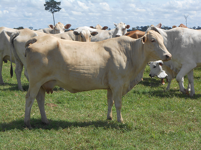 Vaca com cio irregular? Especialista orienta a melhor solução para o problema reprodutivo