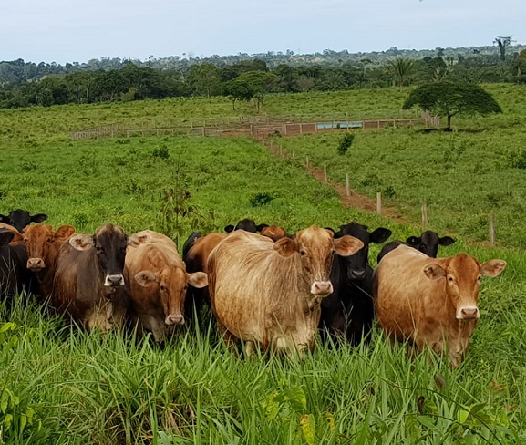 Cruzei F1 Angus com Brangus e Senepol. Por que os bezerros saíram pequenos?