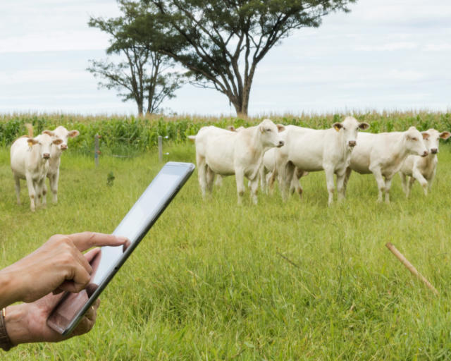 Gestão na fazenda: qual a diferença entre acompanhar e monitorar os dados da propriedade?