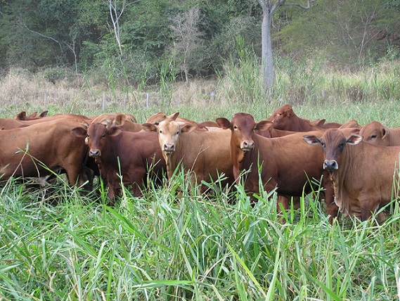 Com integração, fazenda aumenta em cinco vezes a taxa de lotação das pastagens