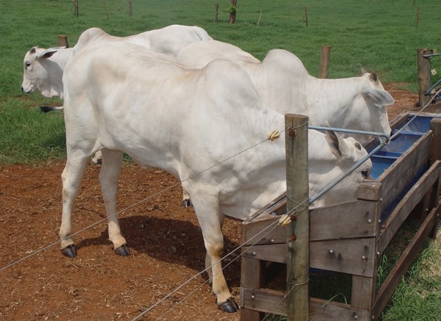 Lote de animais em sistema de TIP. Foto: Divulgação