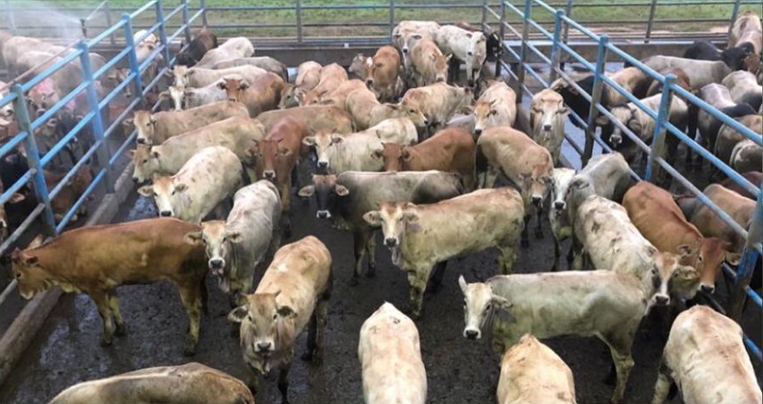 Giro pelo Brasil: novilhas Rubia Gallega hiperprecoces com dez meses e 10@