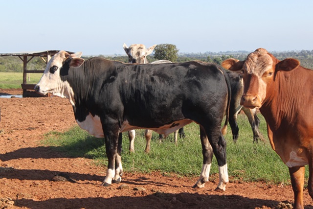 Posso cruzar vacas F1 com Braford na minha fazenda em Alagoas?
