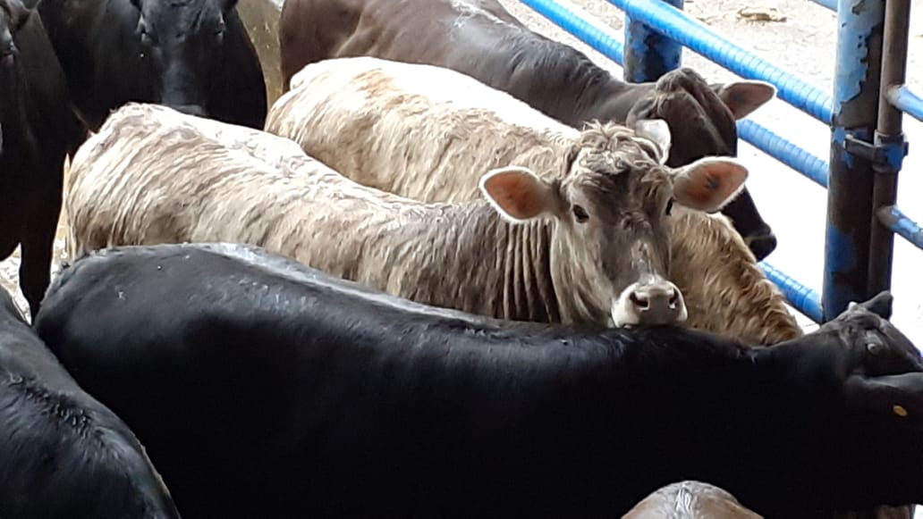 Mosca-dos-chifres: um simples brinco tem acabado com este mal das fazendas