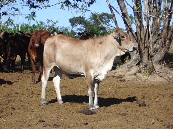 vacas f1 senepol