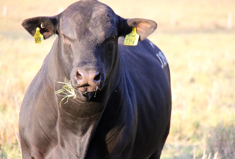 Vou ter bom resultado cruzando o Ultrablack com vacas F1 no Maranhão?