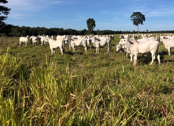 Criador não pode adiar estação de monta mesmo com vacas de escore ruim