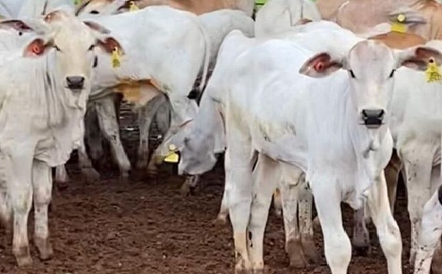 Bovinos com identificação por brincos em área de curral. Foto: Divulgação