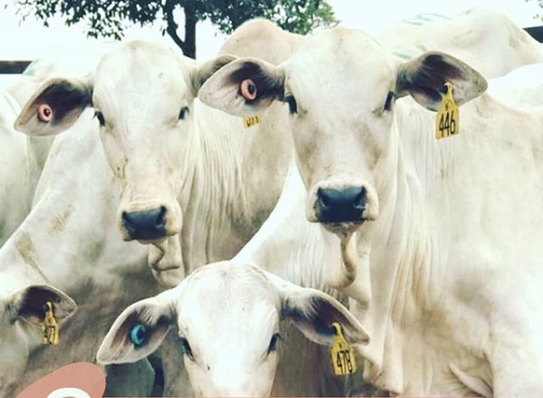 Redução da Marca a Fogo: fazenda reduz 20 mil procedimentos em 1 ano