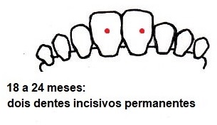 Amostra dos dentes de animais de 18 a 24 meses
