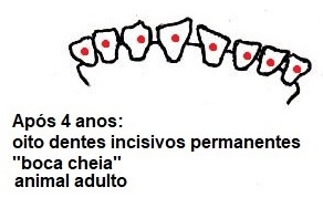 Amostra dos dentes de animais após 4 anos