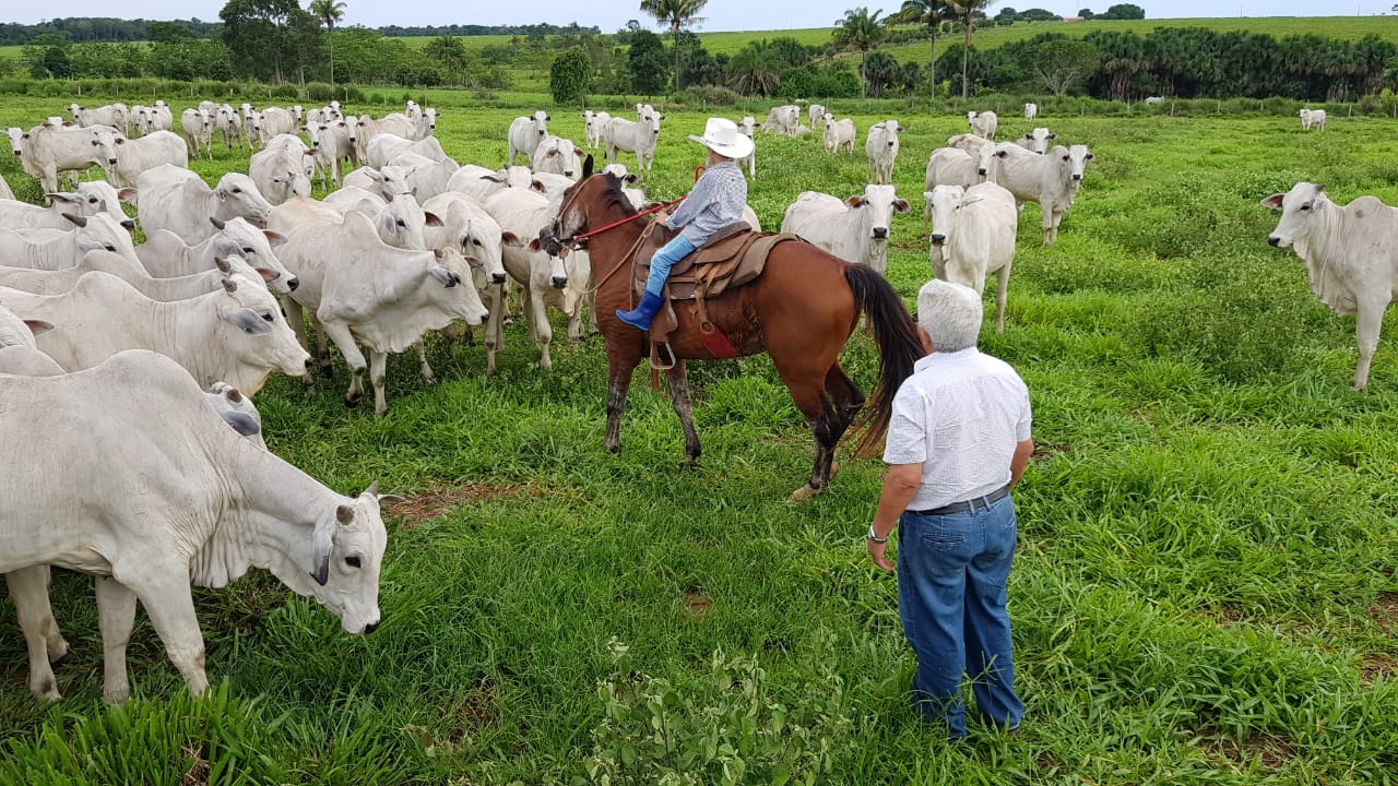 Produtores em área de pasto com o rebanho. Foto: Divulgação