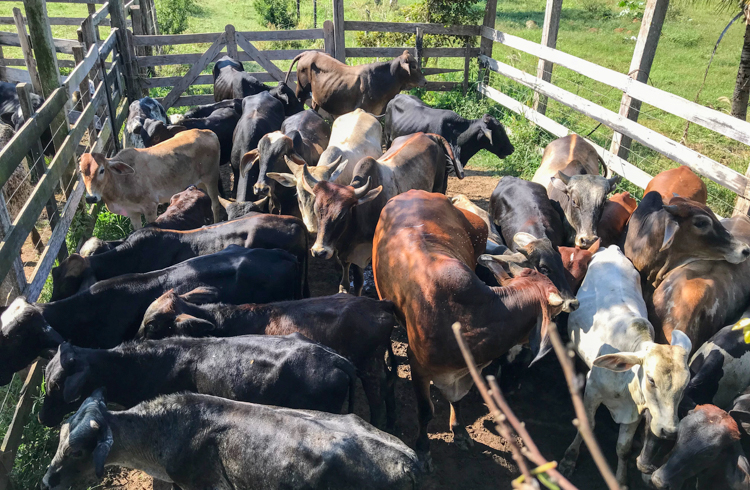 Posso usar os filhos das minhas vacas mestiças como touros?