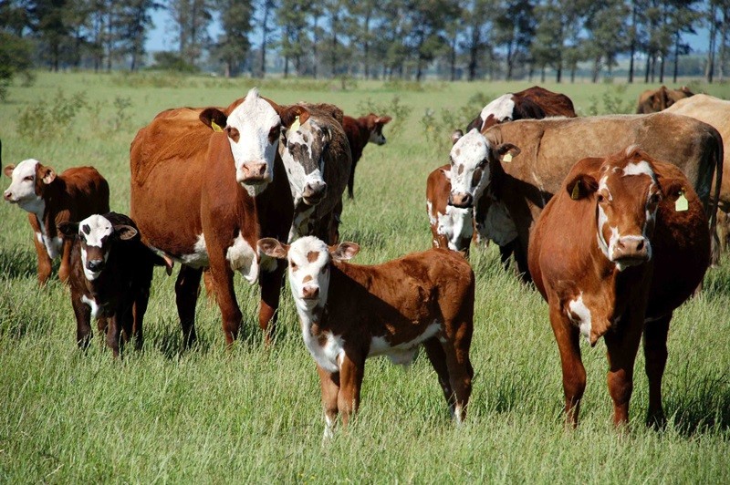 Bovinos em área de pasto no Rio Grande do Sul. Foto: Divulgação