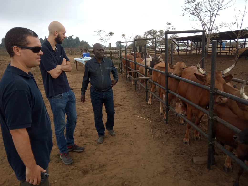 Pecuarista da África tira dúvidas com o Giro do Boi sobre a raça N'Dama
