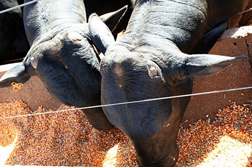 “Falta grão na nutrição dos bovinos no Brasil”, aponta zootecnista