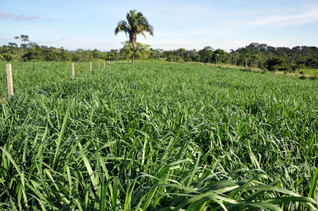 Pasto com capim zuri. Foto: Divulgação/Embrapa