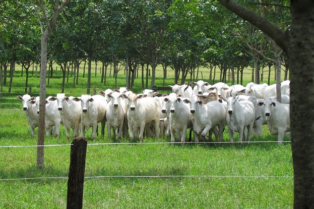 A um passo de se tornar maior produtor global de carne, ASBIA fomenta uso de genética